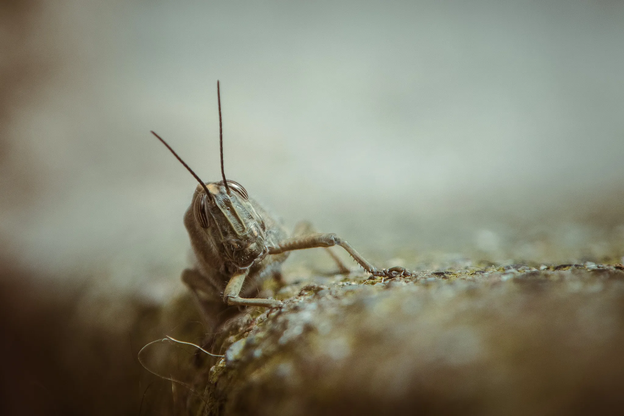Little World, foto 1