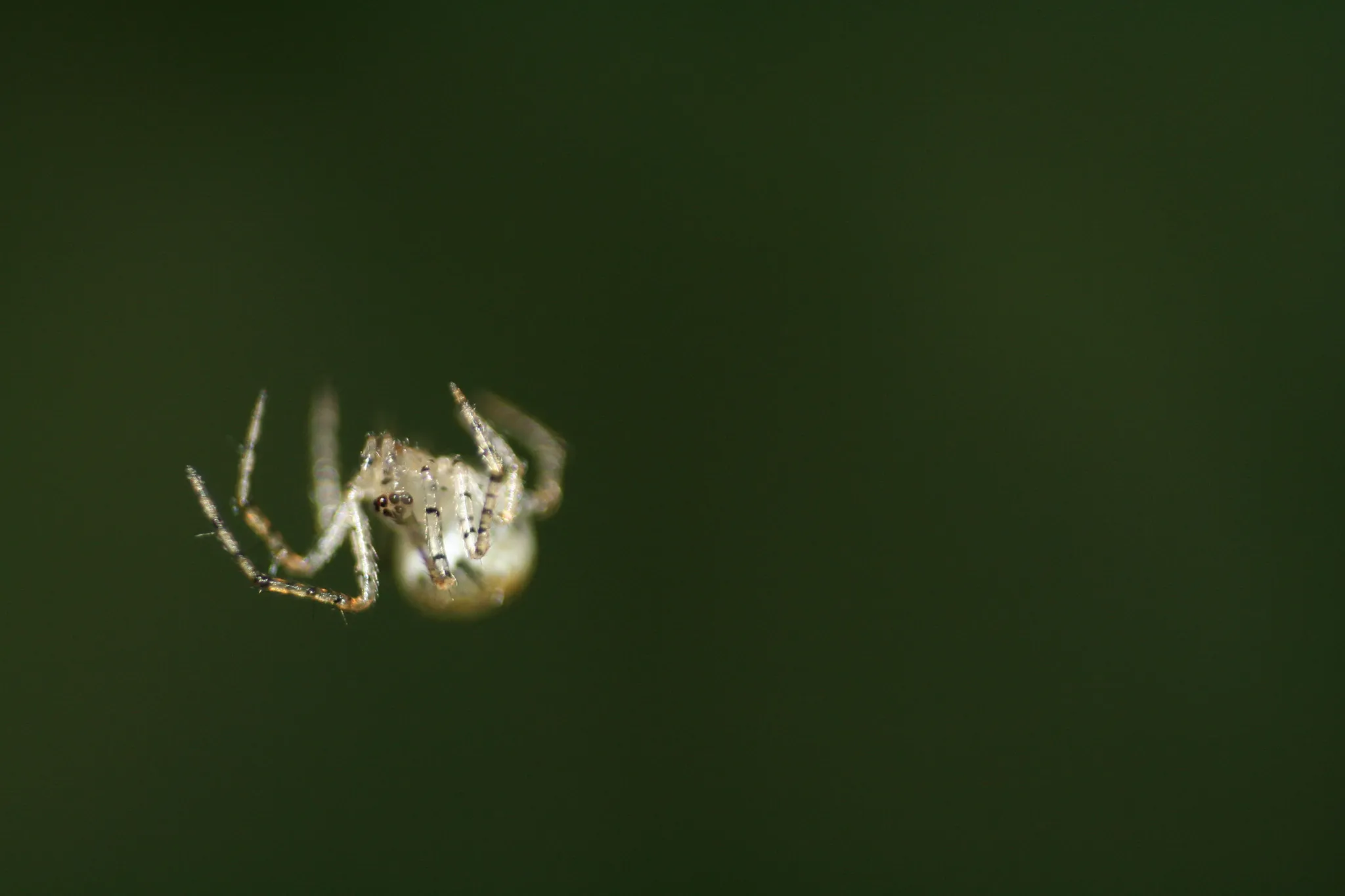Little World, foto 6